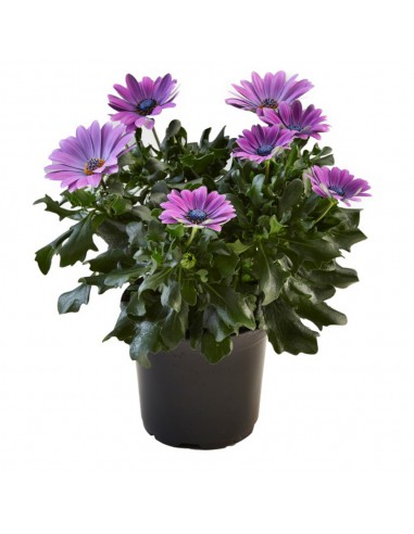 Osteospermum - Marguerite du Cap - Pot de 2L  Plante à massif