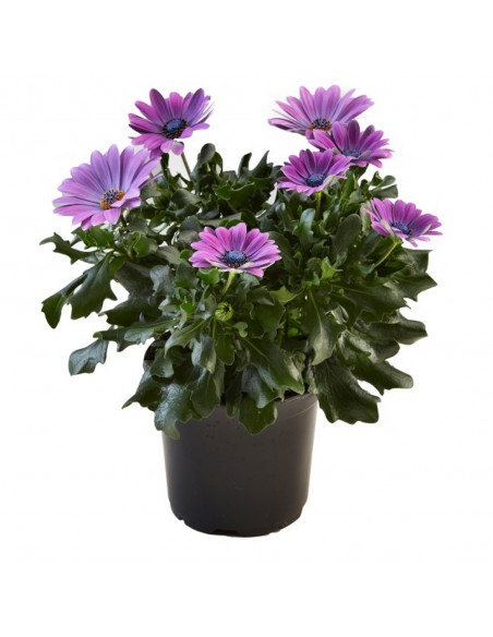 Osteospermum - Marguerite du Cap - Pot de 2L  Plante à massif