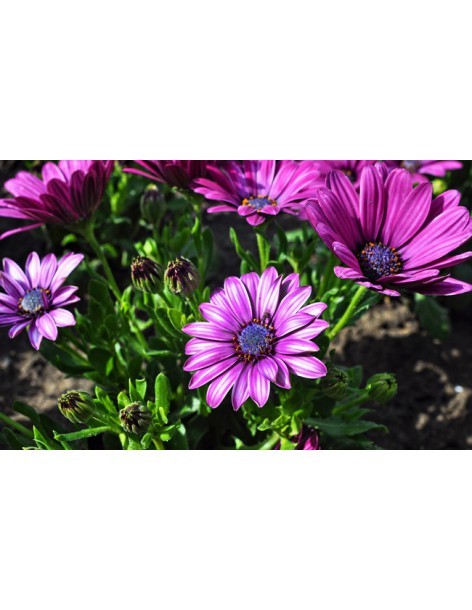 Osteospermum - Marguerite du Cap - Pot de 2L  Plante à massif