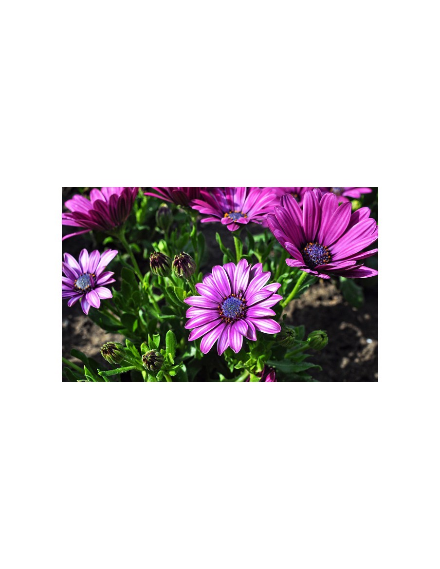 Osteospermum - Marguerite du Cap - Pot de 2L  Plante à massif