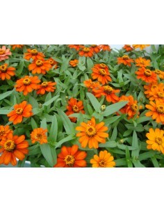 Zinnia - Zinnia Elegans - pot de 14cm  Plante à massif 2