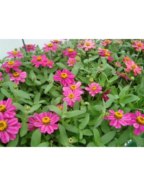 Zinnia - Zinnia Elegans - pot de 14cm  Plante à massif