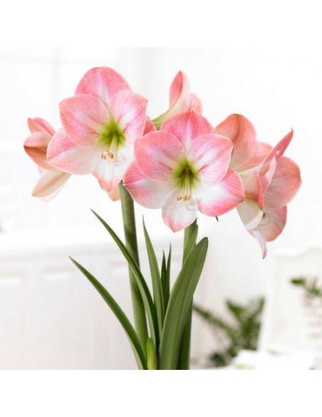 Amaryllis - Hippeastrum Vittatum 2L  Arbuste fleuri