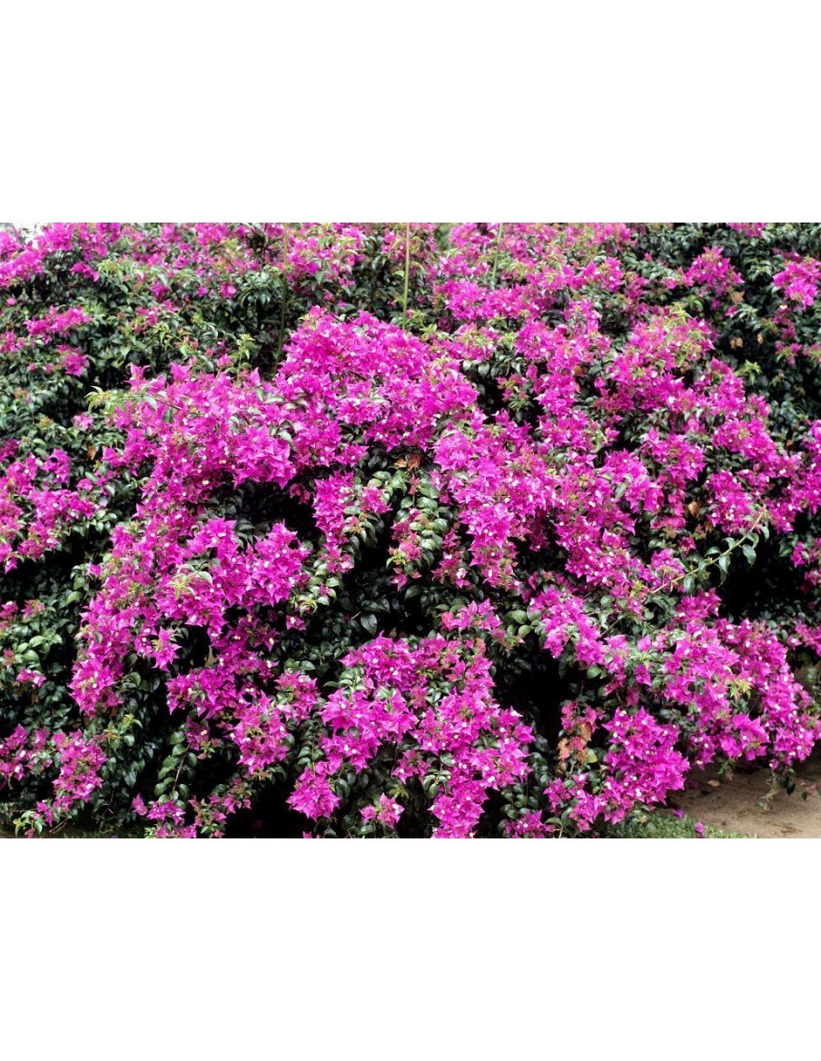 Bougainvillier - Pot de 2 litres Pépinière de la TAMOA Arbuste