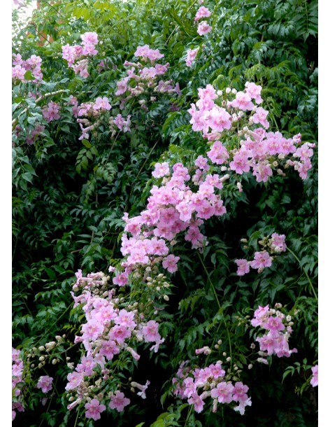 Pandorea Jasminoides -  Pot de 4 litres 2