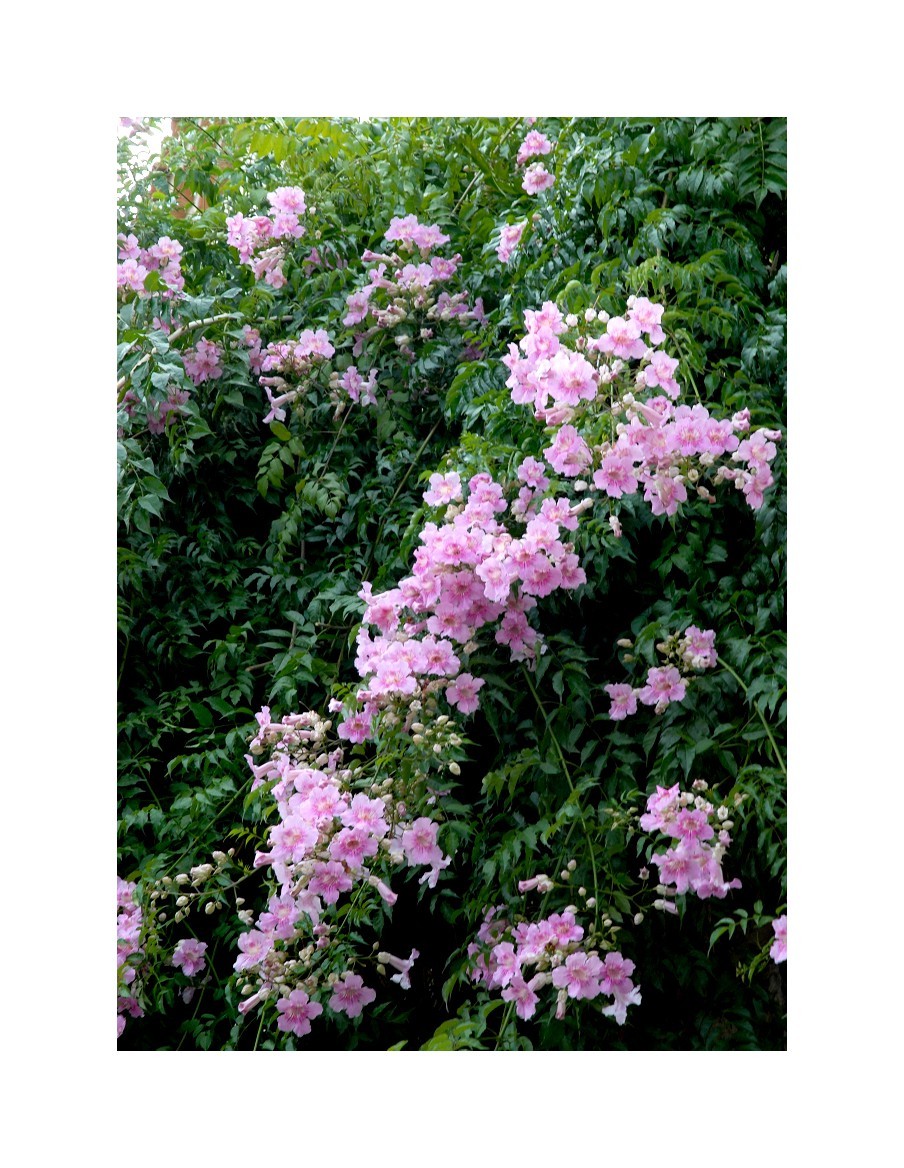 Pandorea Jasminoides - Pot de 4 litres  Plante grimpante