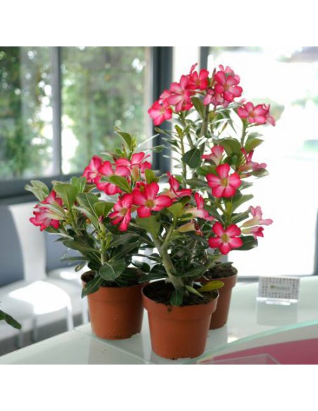 Adenium Obesum- Pot de 2 litres  Plantes fleuries