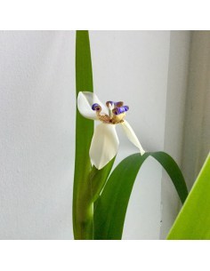 Iris marcheur - Neomarica gracilis - Pot de 2 litres  Plante à massif 2