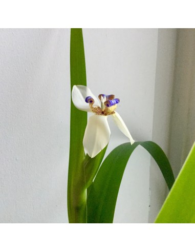 Iris marcheur - Neomarica gracilis - Pot de 2 litres  Plante à massif