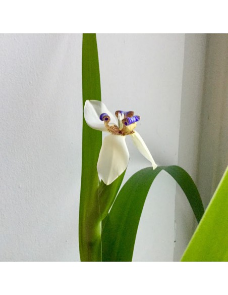 Iris marcheur - Neomarica gracilis - Pot de 2 litres  Plante à massif