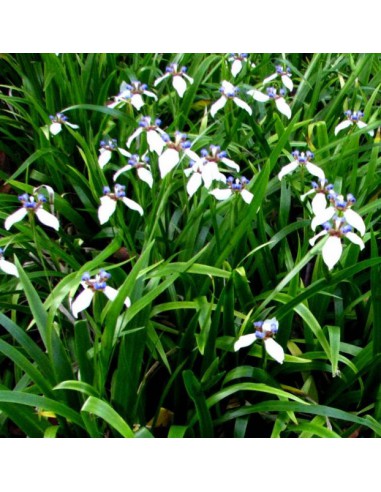 Iris marcheur - Neomarica gracilis - Pot de 2 litres  Plante à massif