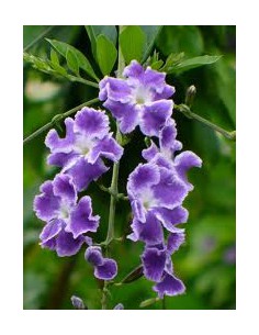 Duranta Repens "Aussie 2000" - Pot de 2 litres  Plante à massif