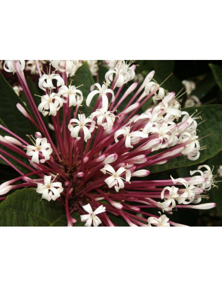 Clerodendron - Clerodendrum Quadriloculare - Pot de 2 L  Arbuste