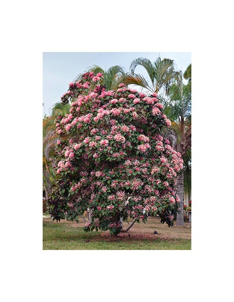 Clerodendron - Clerodendrum Quadriloculare - Pot de 2 L  Arbuste 2