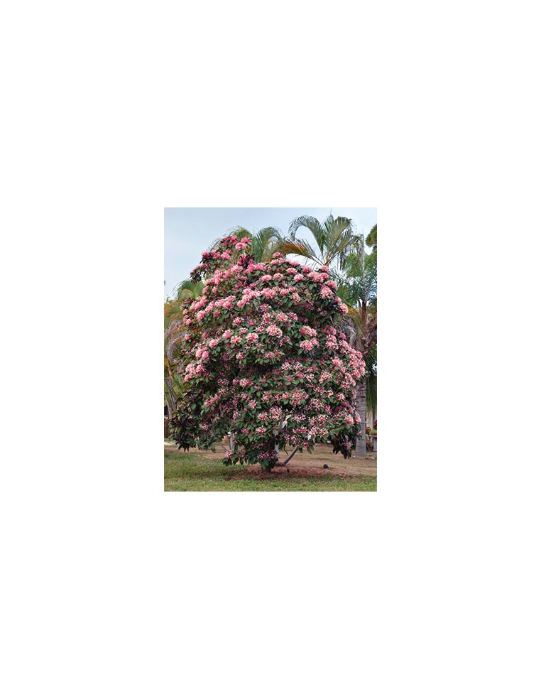 Clerodendron - Clerodendrum Quadriloculare - Pot de 2 L  Arbuste