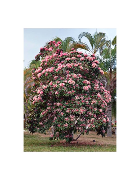 Clerodendron - Clerodendrum Quadriloculare - Pot de 2 L  Arbuste