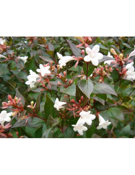 Abelie - Abelia Grandiflora  Arbuste fleuri