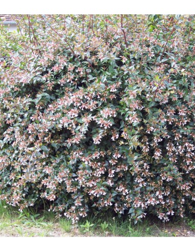 Abelie - Abelia Grandiflora  Arbuste fleuri