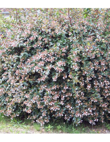 Abelie - Abelia Grandiflora  Arbuste fleuri