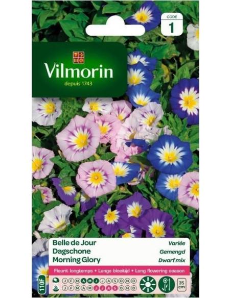 Belle de jour variée Vilmorin Graines de plante fleurie