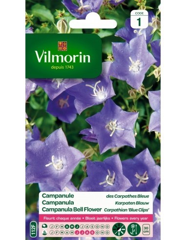 Campanule des Carpathes bleue Vilmorin Graines de plante fleurie
