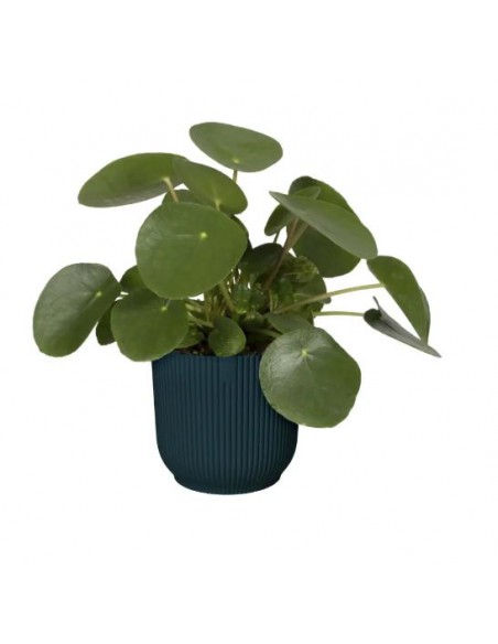 Cache-pot Vibes Fold - Elho Elho Pot et bac en plastique rond