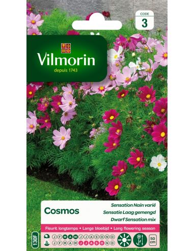 Cosmos sensation nain varié Vilmorin Graines de plante fleurie