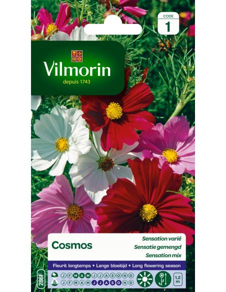 Cosmos sensation varié Vilmorin Graines de plante fleurie