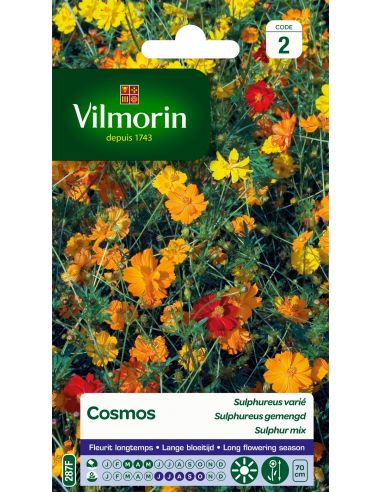 Cosmos sulphureus varié Vilmorin Graines de plante fleurie