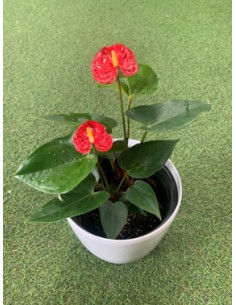 Anthurium  Plante terre de bruyère