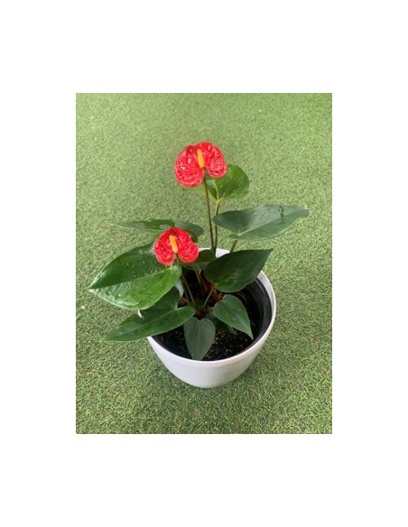 Anthurium  Plante terre de bruyère