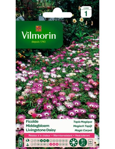 Ficoïde tapis magique Vilmorin Graines de plante fleurie