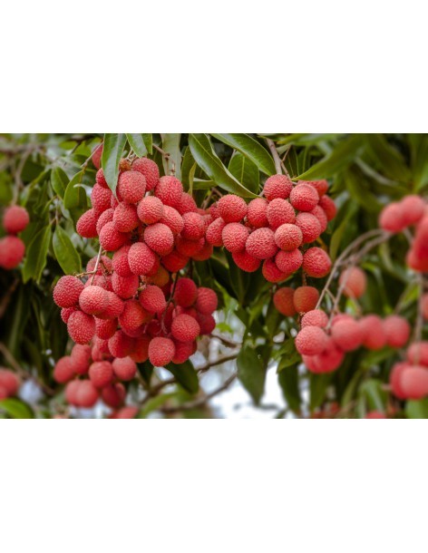 Letchi - 15L  Arbres, arbustes et fruitiers