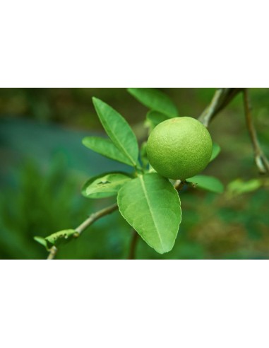 Citron vert - 20L  Arbres, arbustes et fruitiers