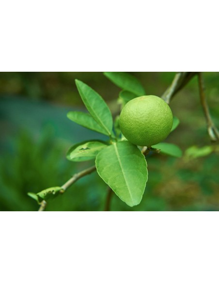 Citron vert - 20L  Arbres, arbustes et fruitiers