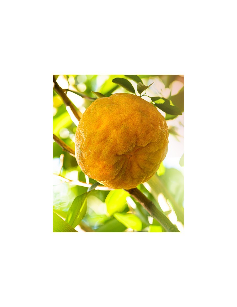 Mandarinier 20 Litres  Arbres, arbustes et fruitiers