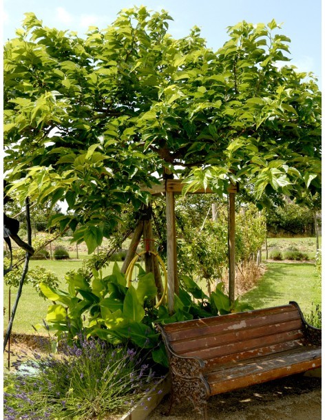 Murier 4 Litres  Arbres, arbustes et fruitiers 2