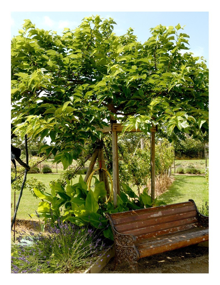 Murier 4 Litres  Arbres, arbustes et fruitiers