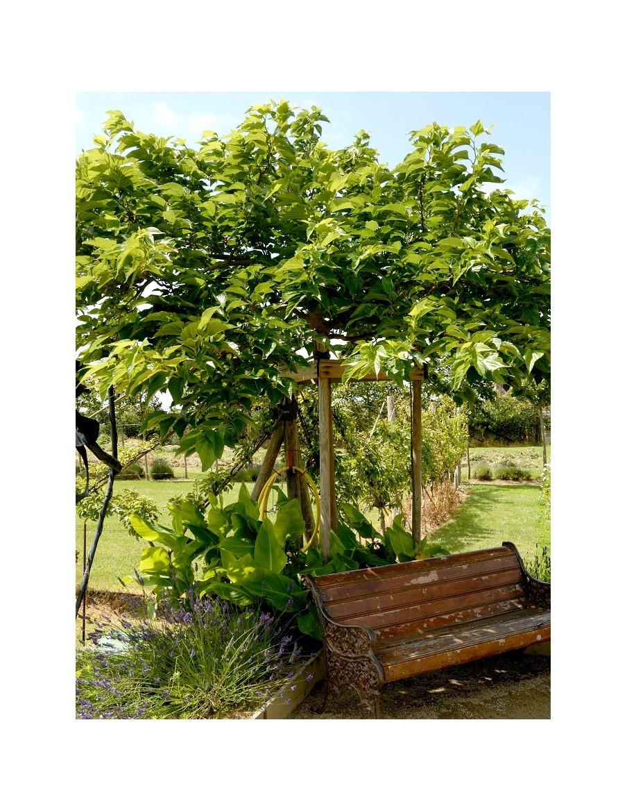 Murier 4 Litres  Arbres, arbustes et fruitiers