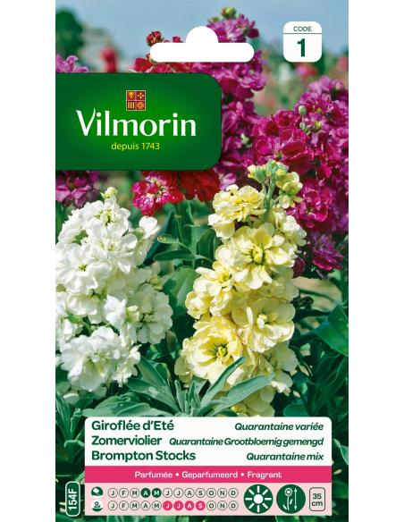 Giroflée Quarantaine à grande fleurs Vilmorin Graines de plante fleurie