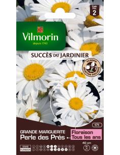 Grande Marguerite perles des près Vilmorin Graines de plante fleurie