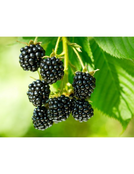 Murier 4 Litres  Arbres, arbustes et fruitiers