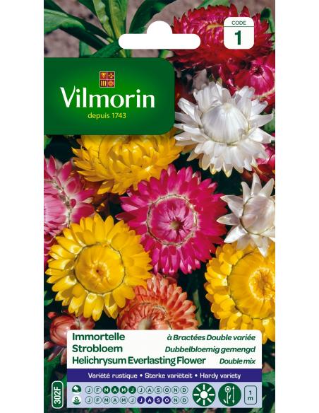 Immortelle Bractée double variée Vilmorin Graines de plante fleurie