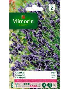 Lavande vraie Vilmorin Graines de plante fleurie