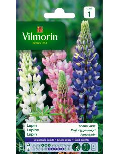 Lupin annuel varié Vilmorin Graines de plante fleurie