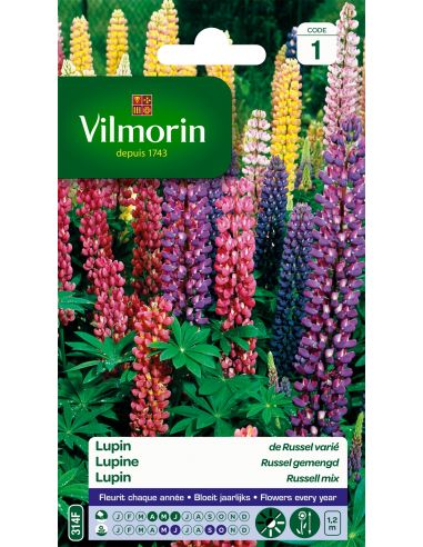 Lupin de Russell varié Vilmorin Graines de plante fleurie
