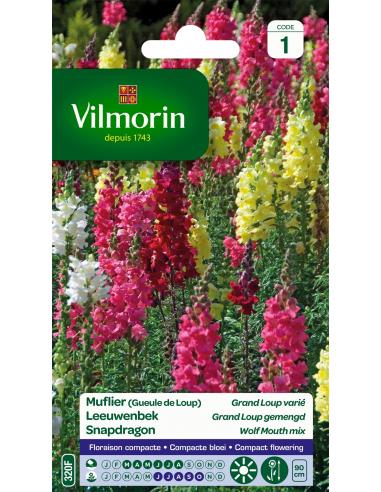 Muflier grand loup Vilmorin Graines de plante fleurie