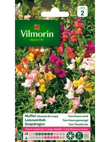 Muflier nain varié Vilmorin Graines de plante fleurie