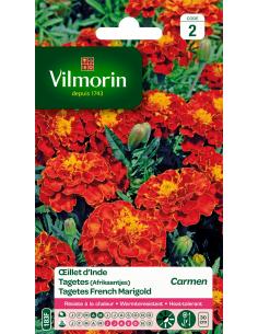 Oeillet d'Inde Carmen Vilmorin Graines de plante fleurie