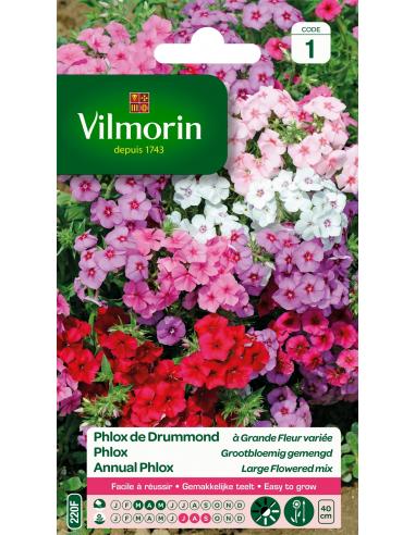 Phlox de Drummond à grandes fleurs Vilmorin Graines de plante fleurie